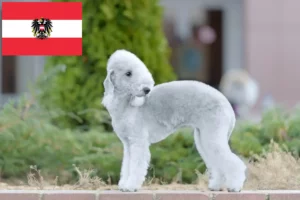 Scopri di più sull'articolo Allevatori di Bedlington Terrier e cuccioli in Austria