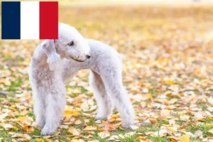 Scopri di più sull'articolo Allevatori di Bedlington Terrier e cuccioli in Francia