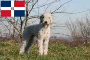 Scopri di più sull'articolo Allevatori di Bedlington Terrier e cuccioli in Repubblica Dominicana