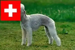 Scopri di più sull'articolo Allevatori di Bedlington Terrier e cuccioli in Svizzera