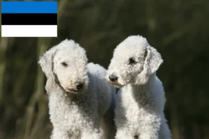 Scopri di più sull'articolo Allevatori di Bedlington Terrier e cuccioli in Estonia