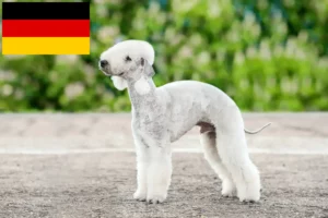 Scopri di più sull'articolo Allevatori di Bedlington Terrier e cuccioli in Germania