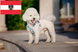 Scopri di più sull'articolo Allevatori di Bichon Frisé e cuccioli in Austria