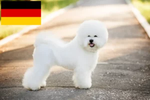 Scopri di più sull'articolo Allevatori di Bichon Frisé e cuccioli in Germania