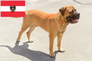 Scopri di più sull'articolo Allevatori e cuccioli di Bullmastiff in Austria