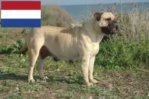 Scopri di più sull'articolo Allevatori di Bullmastiff e cuccioli nei Paesi Bassi