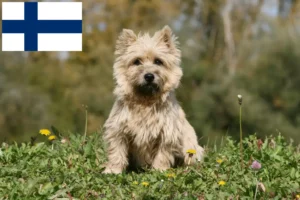 Scopri di più sull'articolo Allevatori di Cairn Terrier e cuccioli in Finlandia