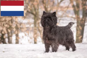 Scopri di più sull'articolo Allevatori di Cairn Terrier e cuccioli nei Paesi Bassi