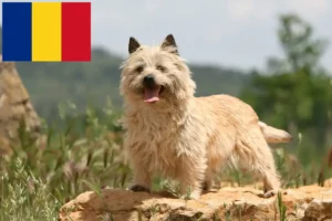 Scopri di più sull'articolo Allevatori di Cairn Terrier e cuccioli in Romania