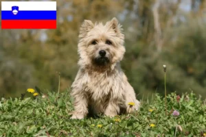 Scopri di più sull'articolo Allevatori di Cairn Terrier e cuccioli in Slovenia