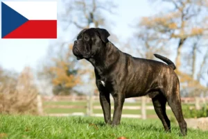 Scopri di più sull'articolo Allevatori di Cane Corso Italiano e cuccioli in Repubblica Ceca