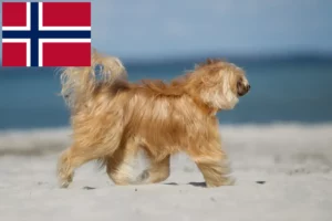 Scopri di più sull'articolo Allevatori di cani Chinese Crested e cuccioli in Norvegia