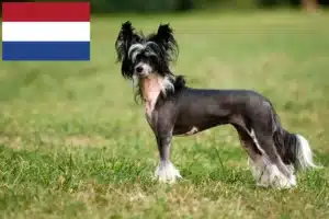 Scopri di più sull'articolo Allevatori di cani Chinese Crested e cuccioli in Olanda