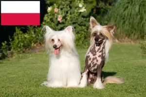 Scopri di più sull'articolo Allevatori di cani Chinese Crested e cuccioli in Polonia