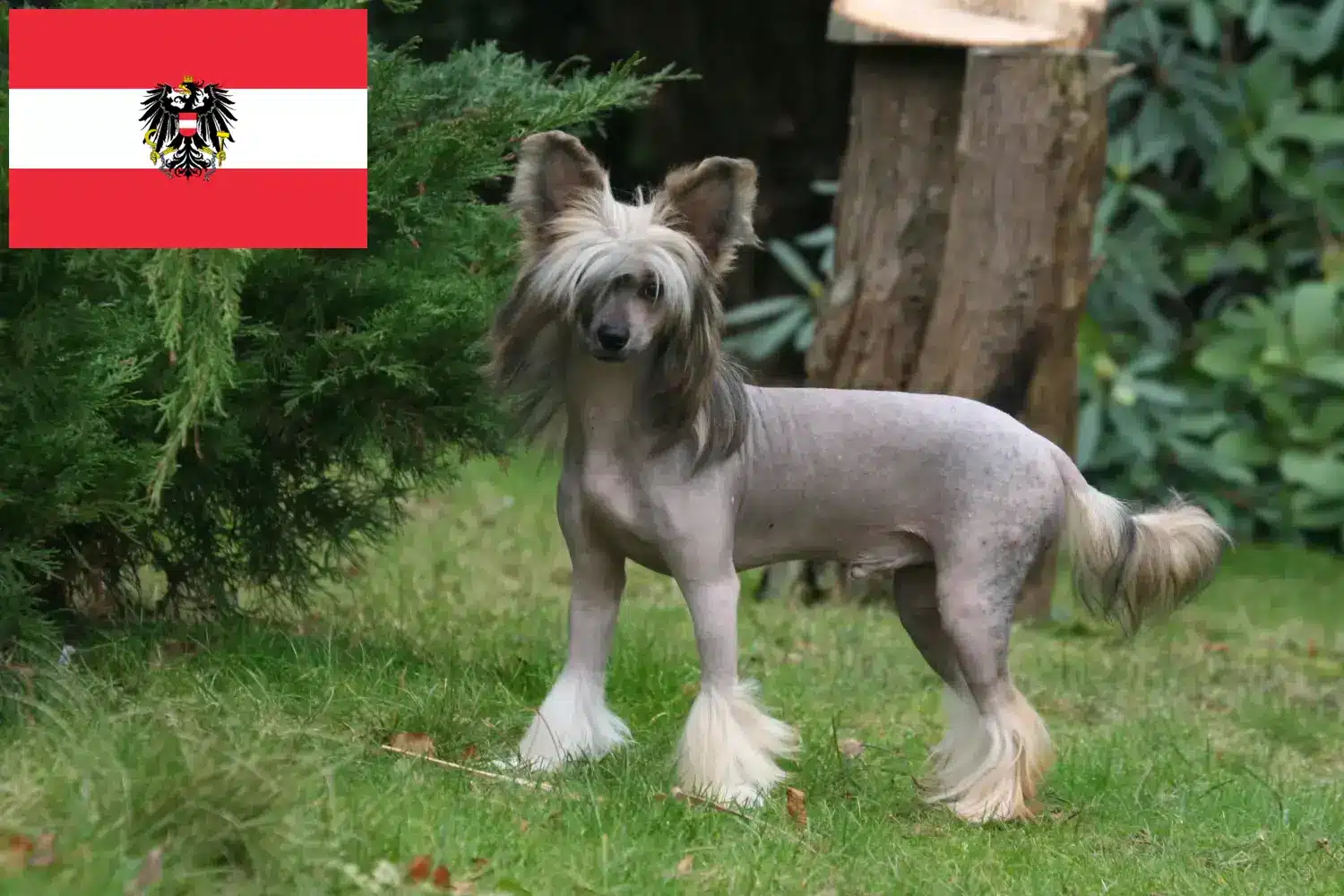 Scopri di più sull'articolo Allevatori di cani Chinese Crested e cuccioli in Austria