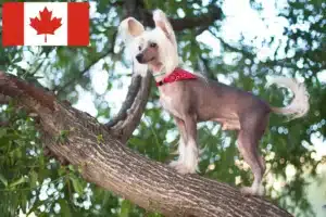 Scopri di più sull'articolo Allevatori di cani Chinese Crested e cuccioli in Canada