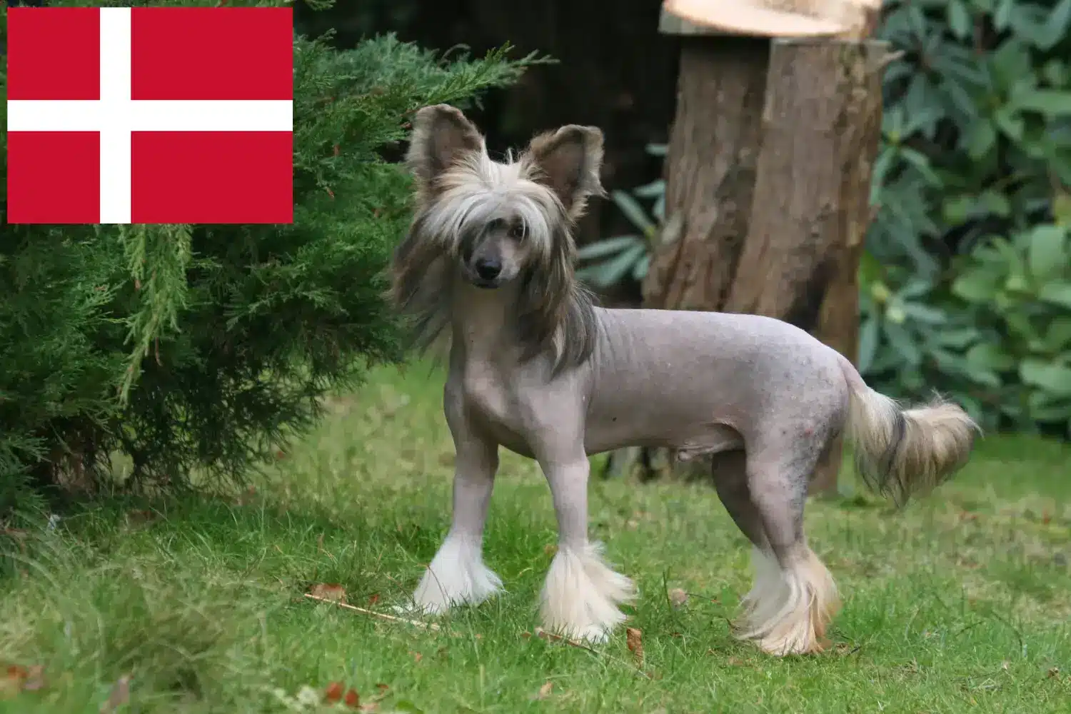 Scopri di più sull'articolo Allevatori e cuccioli di cani Chinese Crested in Danimarca