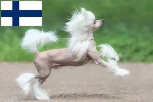 Scopri di più sull'articolo Allevatori di cani Chinese Crested e cuccioli in Finlandia