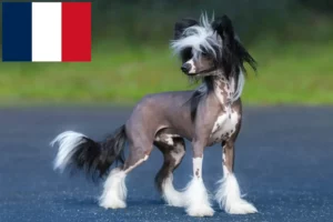 Scopri di più sull'articolo Allevatori di cani Chinese Crested e cuccioli in Francia