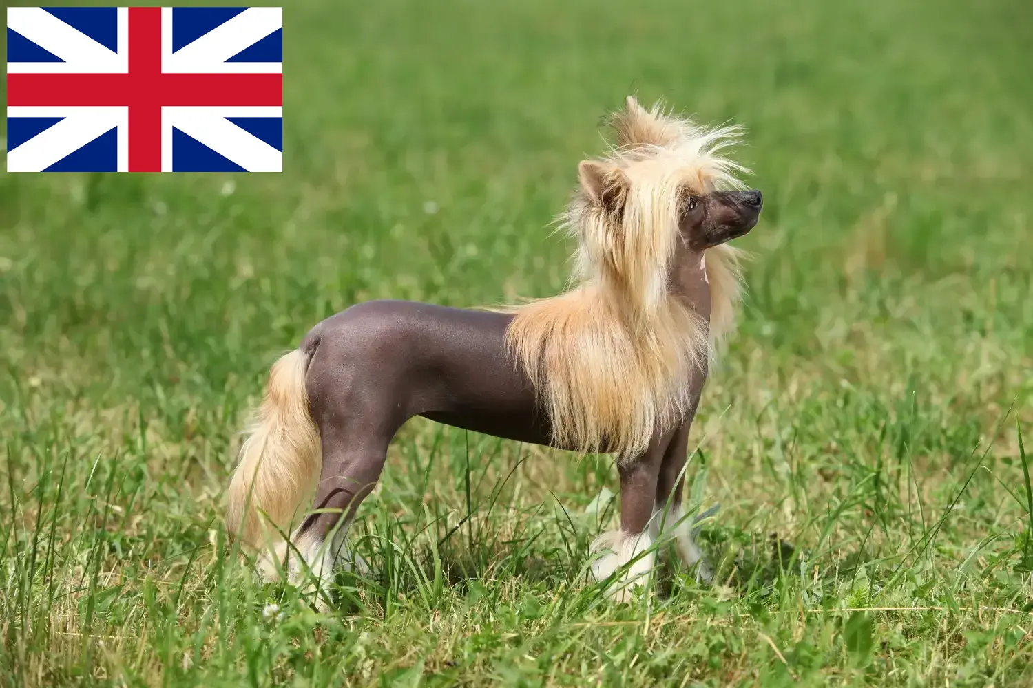 Scopri di più sull'articolo Allevatori di cani Chinese Crested e cuccioli in Gran Bretagna