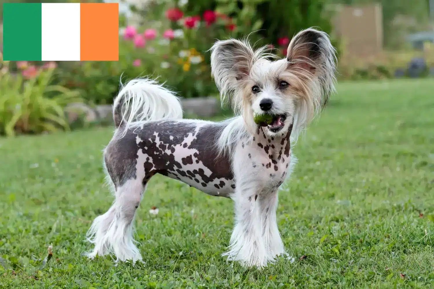 Scopri di più sull'articolo Allevatori di cani Chinese Crested e cuccioli in Irlanda