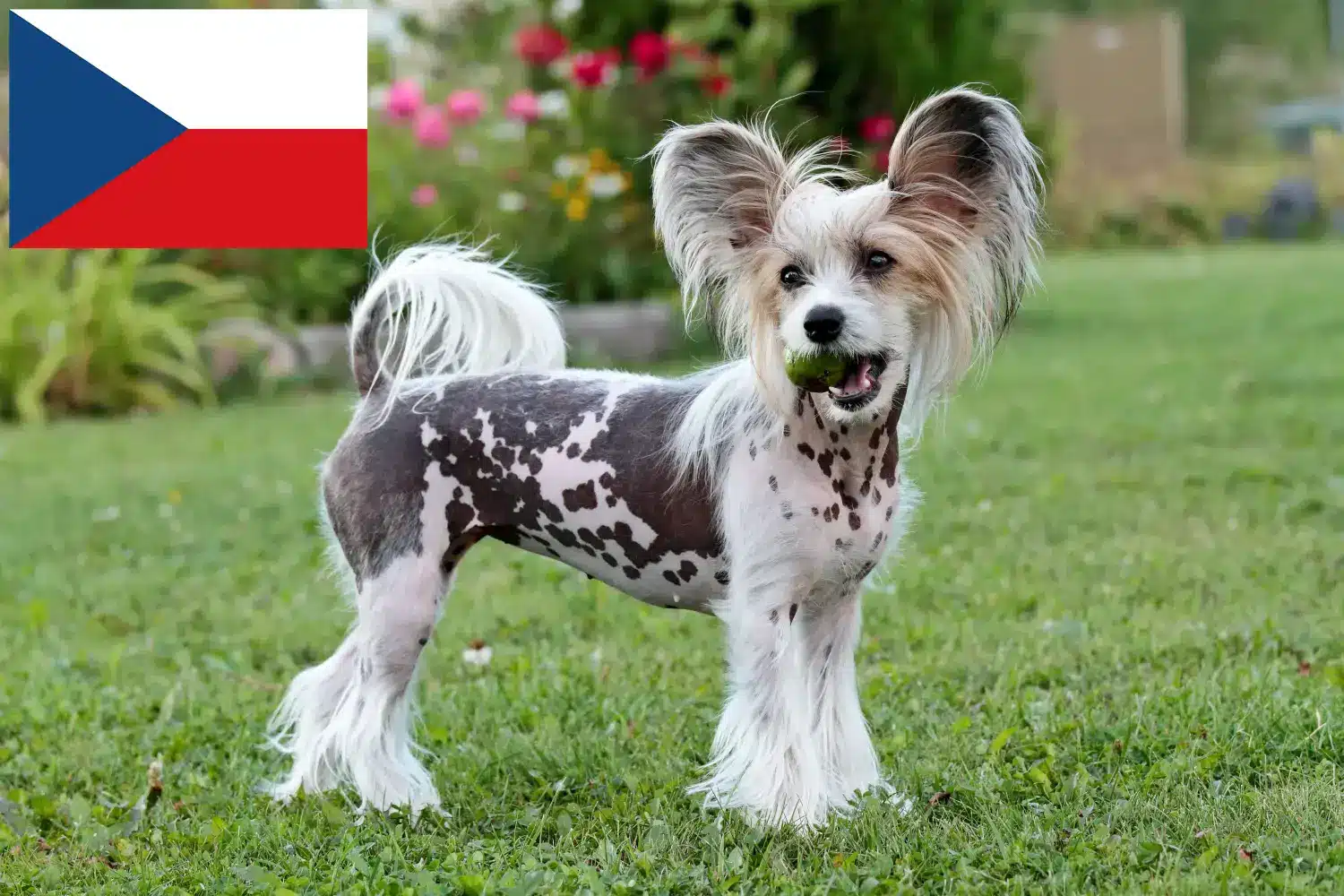 Scopri di più sull'articolo Allevatori di cani Chinese Crested e cuccioli in Repubblica Ceca