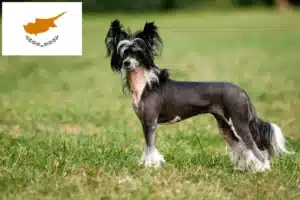 Scopri di più sull'articolo Allevatori di cani Chinese Crested e cuccioli a Cipro