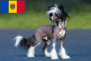 Scopri di più sull'articolo Allevatori di cani Chinese Crested e cuccioli in Repubblica di Moldavia