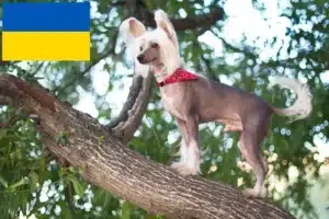 Scopri di più sull'articolo Allevatori di cani Chinese Crested e cuccioli in Ucraina