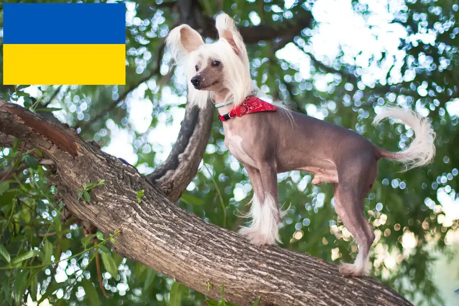 Scopri di più sull'articolo Allevatori di cani Chinese Crested e cuccioli in Ucraina