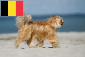 Scopri di più sull'articolo Allevatori di cani Chinese Crested e cuccioli in Belgio