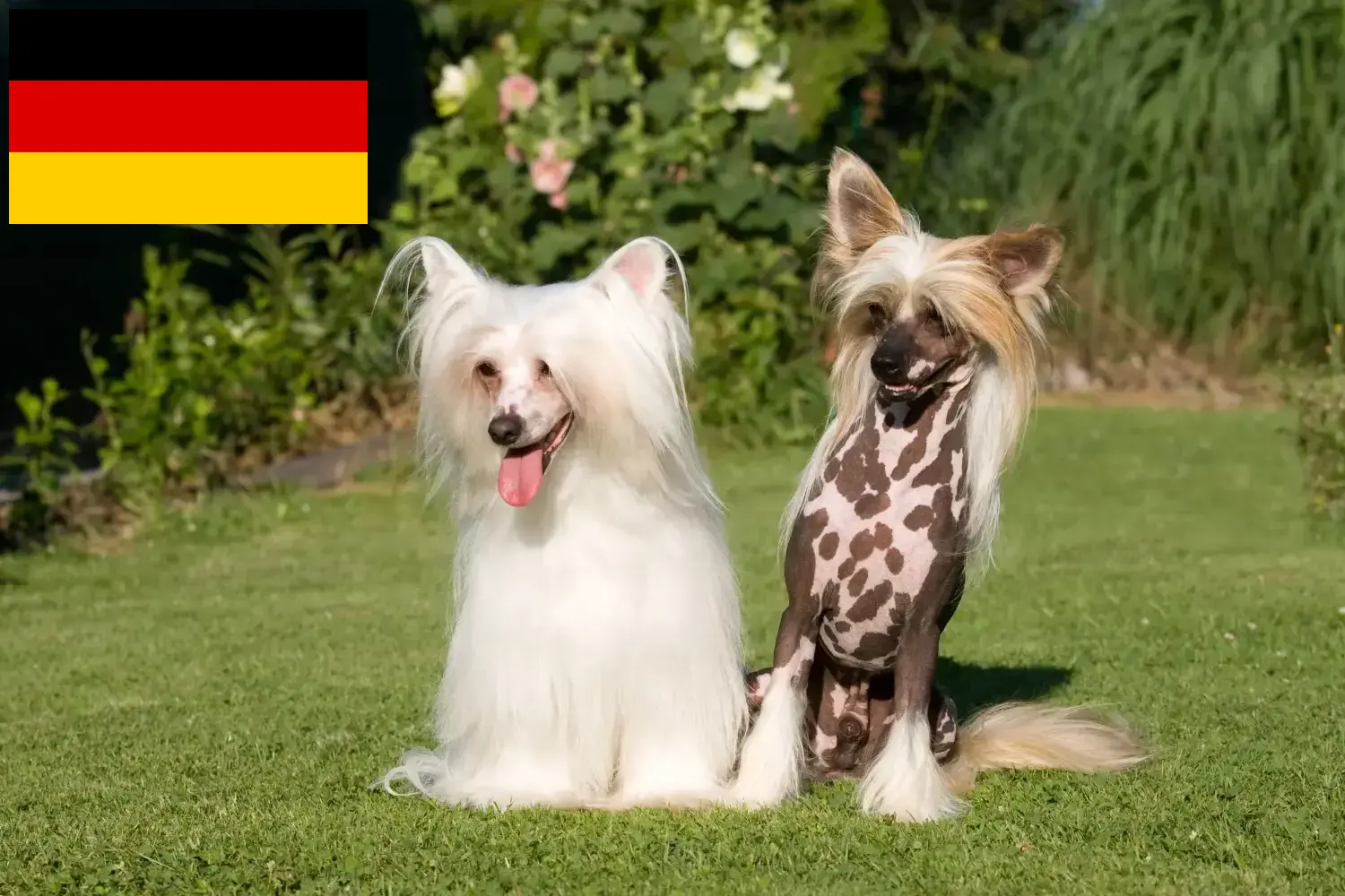 Scopri di più sull'articolo Allevatori di cani Chinese Crested e cuccioli in Germania