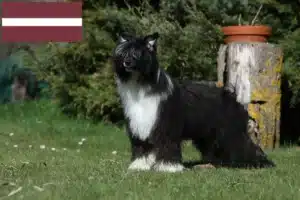 Scopri di più sull'articolo Allevatori e cuccioli di cani Chinese Crested in Lettonia