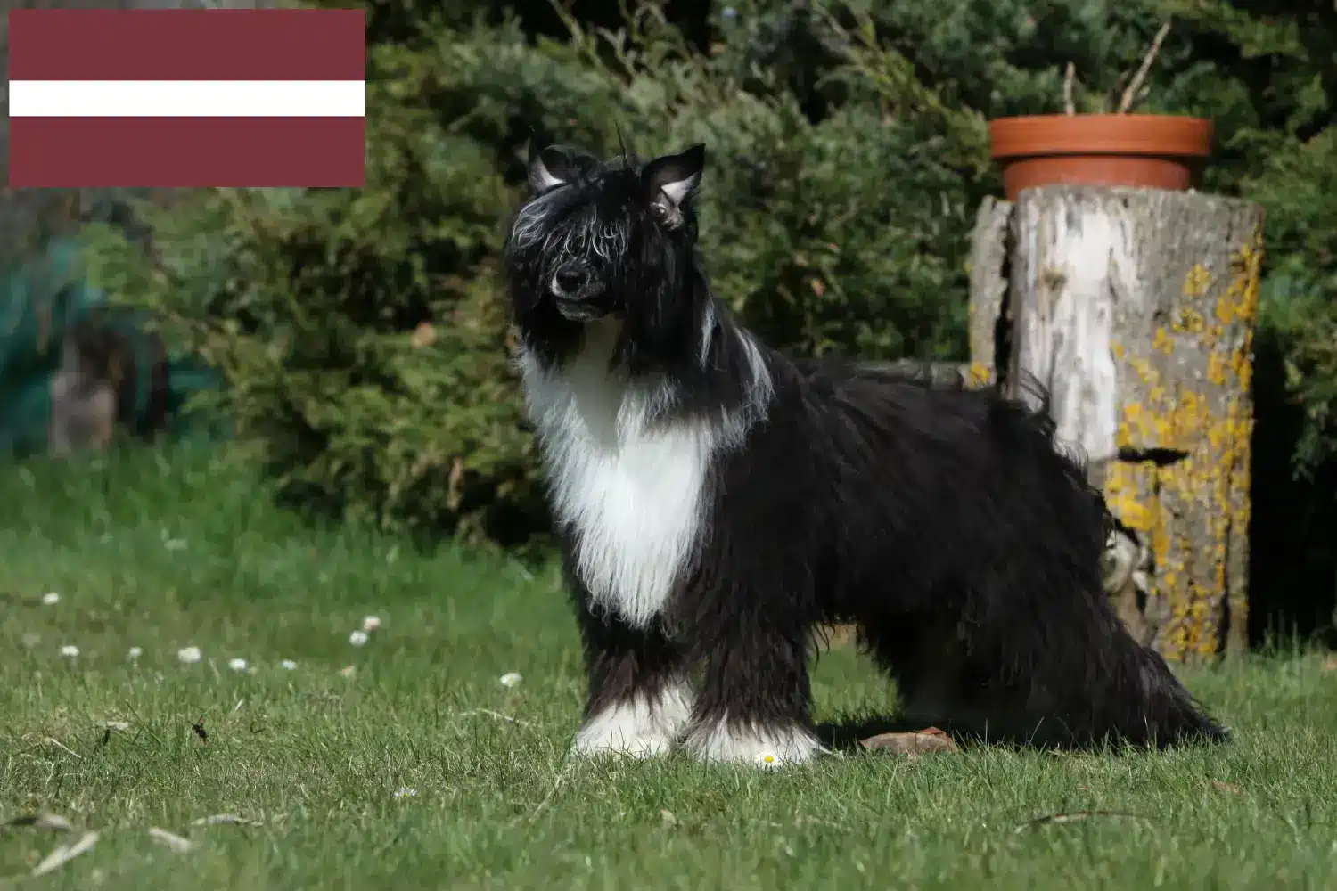 Scopri di più sull'articolo Allevatori e cuccioli di cani Chinese Crested in Lettonia