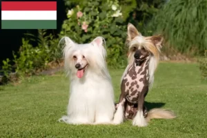 Scopri di più sull'articolo Allevatori di cani Chinese Crested e cuccioli in Ungheria