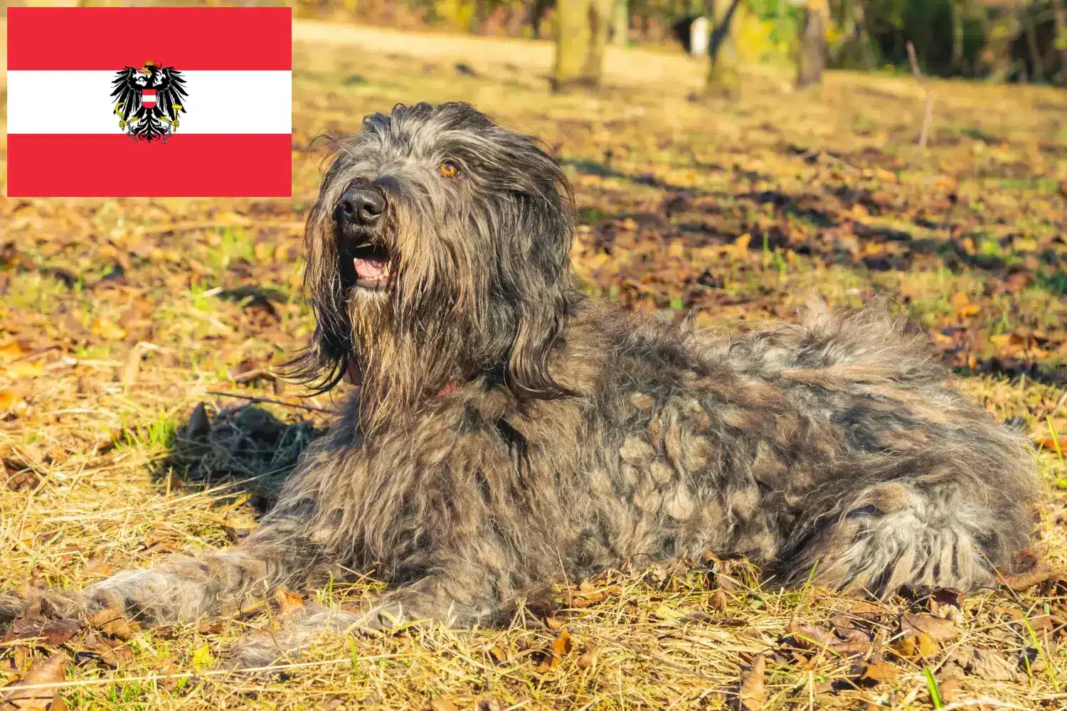 Scopri di più sull'articolo Allevatori e cuccioli di cani da pastore bergamasco in Austria