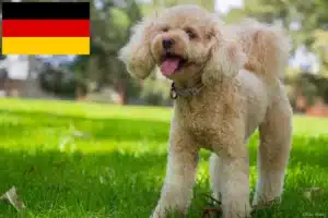 Scopri di più sull'articolo Allevatori di Cavoodle e cuccioli in Germania