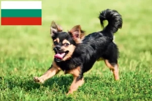 Scopri di più sull'articolo Allevatori di Chihuahua e cuccioli in Bulgaria