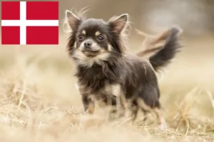 Scopri di più sull'articolo Allevatori di Chihuahua e cuccioli in Danimarca