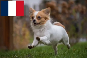 Scopri di più sull'articolo Allevatori e cuccioli di Chihuahua in Francia