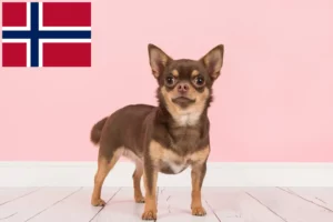 Scopri di più sull'articolo Allevatori di Chihuahua e cuccioli in Norvegia