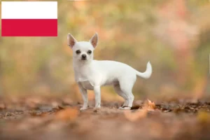 Scopri di più sull'articolo Allevatori di Chihuahua e cuccioli in Polonia