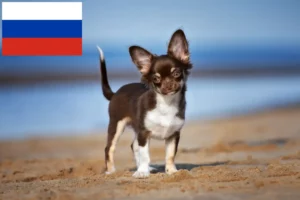 Scopri di più sull'articolo Allevatori di Chihuahua e cuccioli in Russia