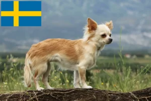 Scopri di più sull'articolo Allevatori di Chihuahua e cuccioli in Svezia