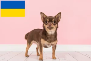 Scopri di più sull'articolo Allevatori di Chihuahua e cuccioli in Ucraina