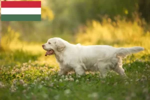 Scopri di più sull'articolo Allevatori di Clumber Spaniel e cuccioli in Ungheria