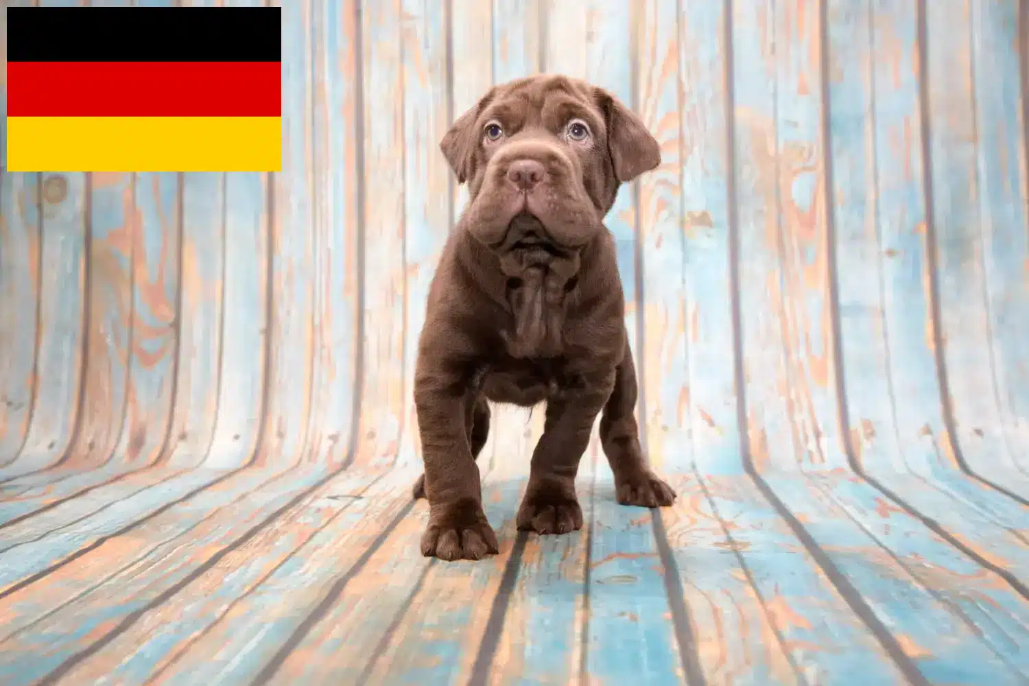 Scopri di più sull'articolo Allevatori di Cocker Pei e cuccioli in Germania