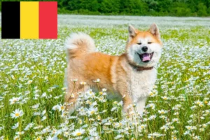 Scopri di più sull'articolo Allevatori di Akita e cuccioli in Belgio