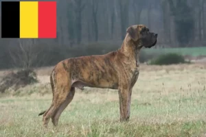 Scopri di più sull'articolo Allevatori e cuccioli di Alano in Belgio