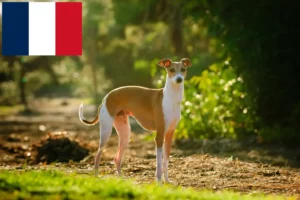 Scopri di più sull'articolo Allevatori e cuccioli di cicalino italiano in Francia